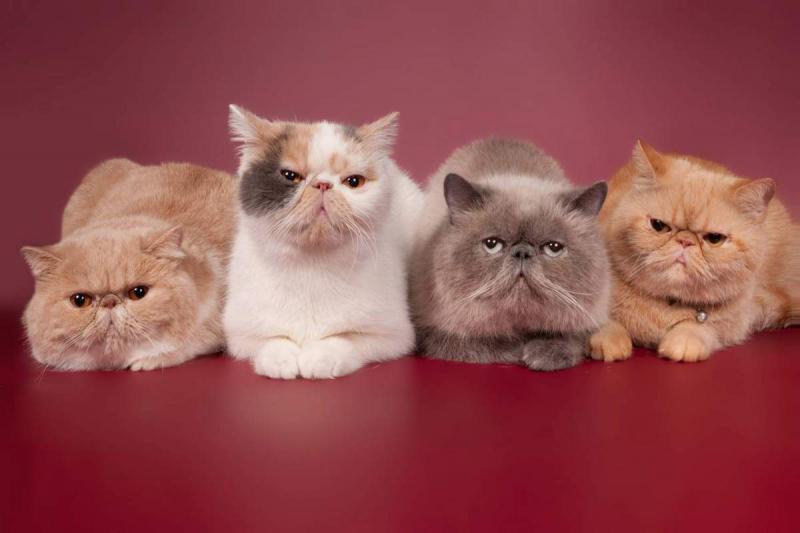 Разные окрасы персидских кошек
