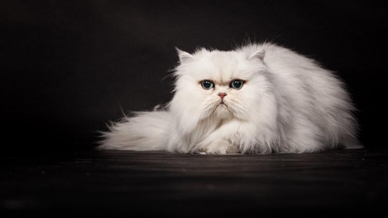 Персидская кошка сплошной окрас