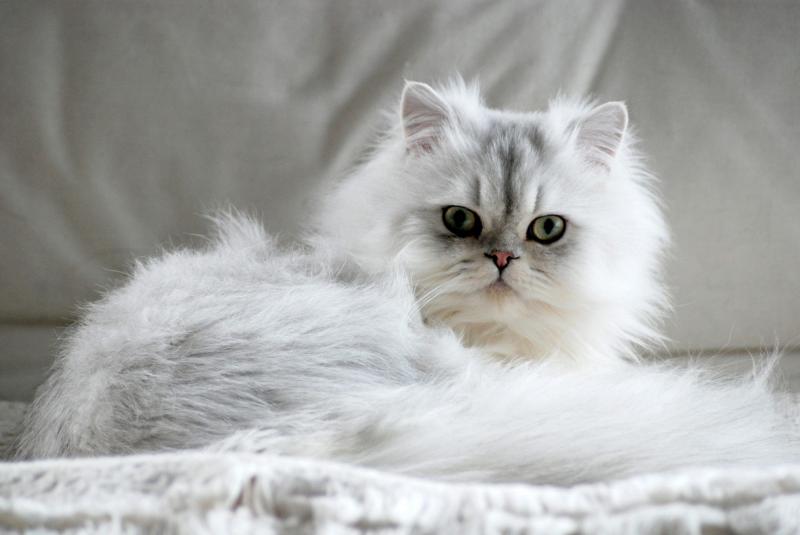 Персидская кошка окрас серебристая шиншилла