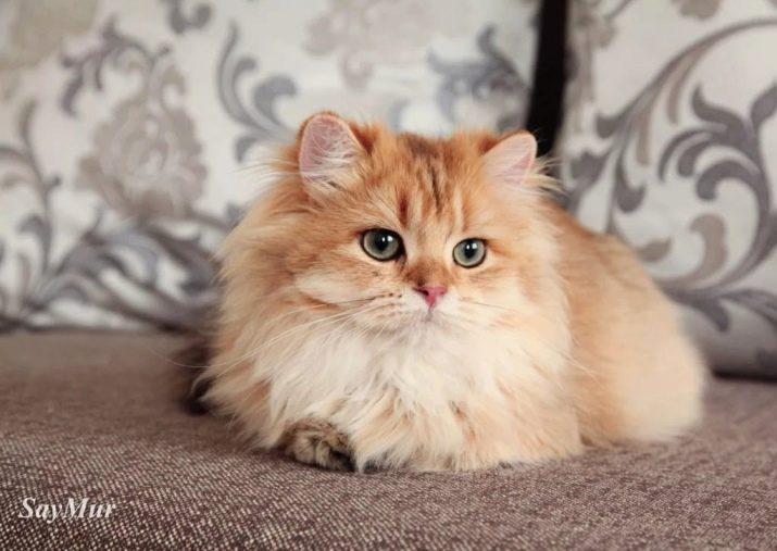 Персидская кошка окрас золотистая шиншилла