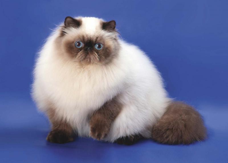 Персидская кошка окрас сиамский