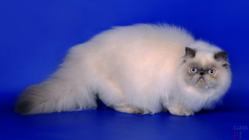 Персидская кошка окрас лайэк-пойнт