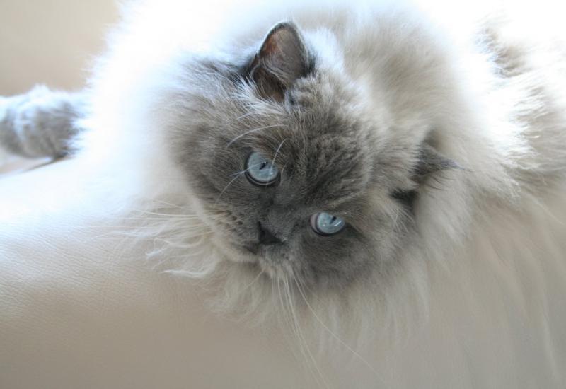 Персидская кошка окрас блю-пойнт