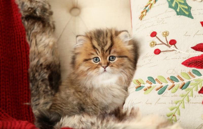 Персидская кошка окрас табби