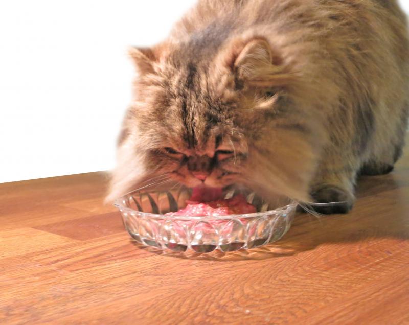 Питание персидской кошки