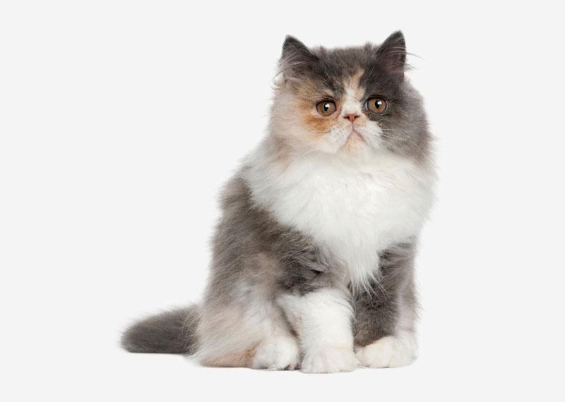 Котенок породы Персидская кошка