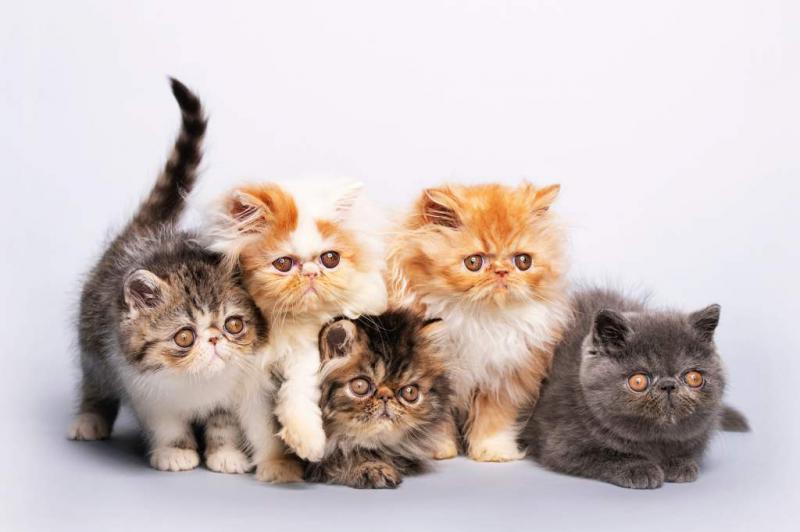 Котята породы Персидская кошка