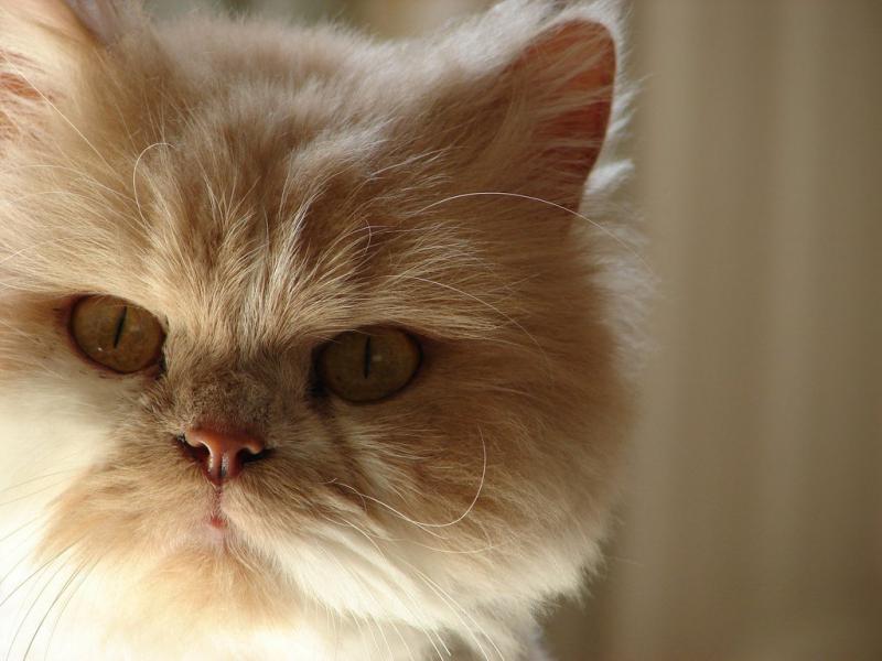 Морда персидской кошки