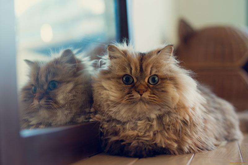 Фото Персидская кошка
