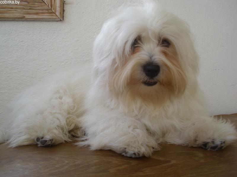 Собака породы Котон-де-тулеар