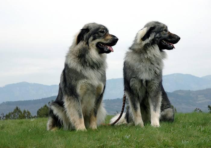 Фотография двух собак породы Крашская овчарка