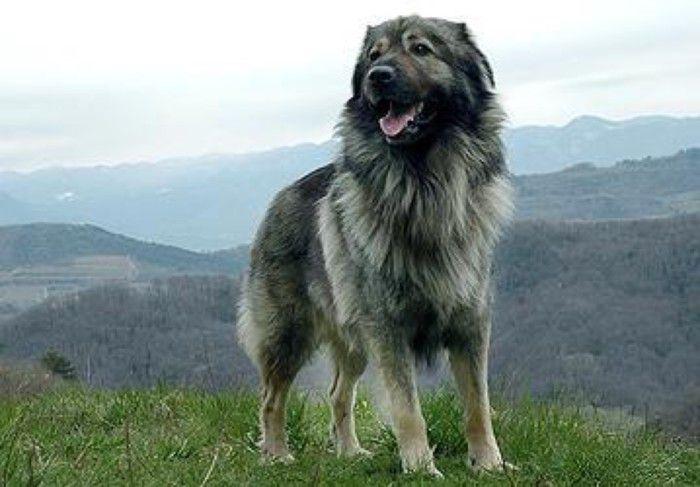 Фото собаки породы Крашская овчарка