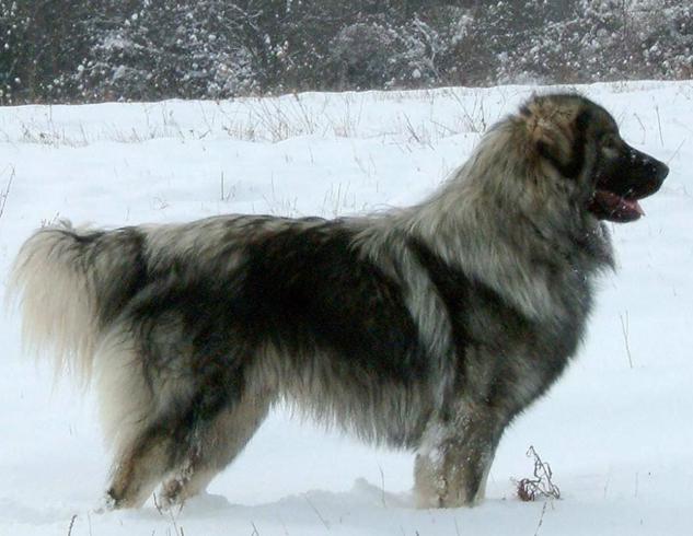 Фотография собаки породы Крашская овчарка