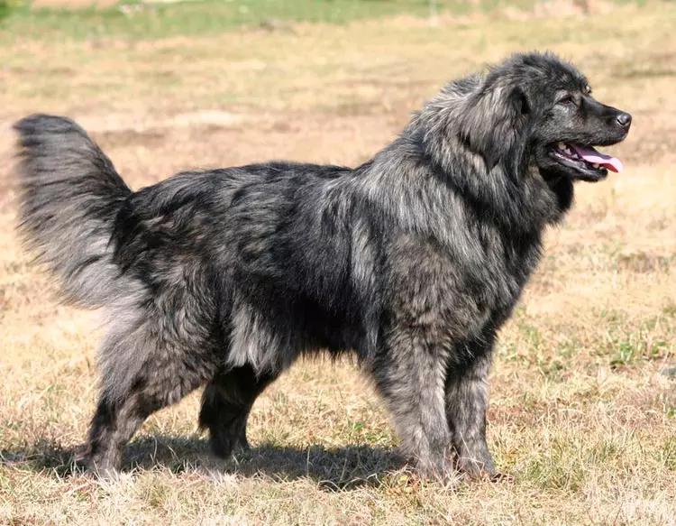 Собака породы Крашская овчарка