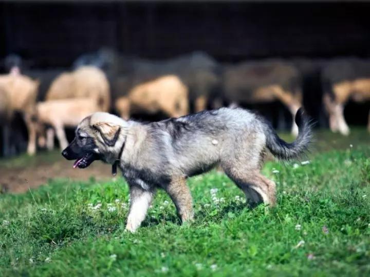 Фотография щенка породы Крашская овчарка