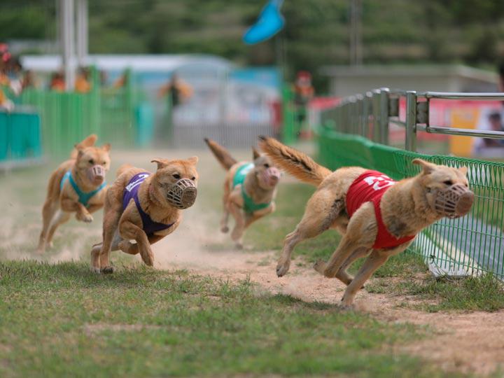 Забег собак породы Корейский чиндо