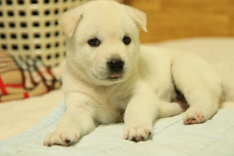 Фото щенка породы Корейский чиндо
