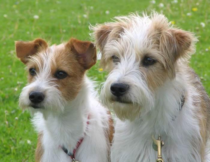 Фотография двух собак породы Кромфорлендер