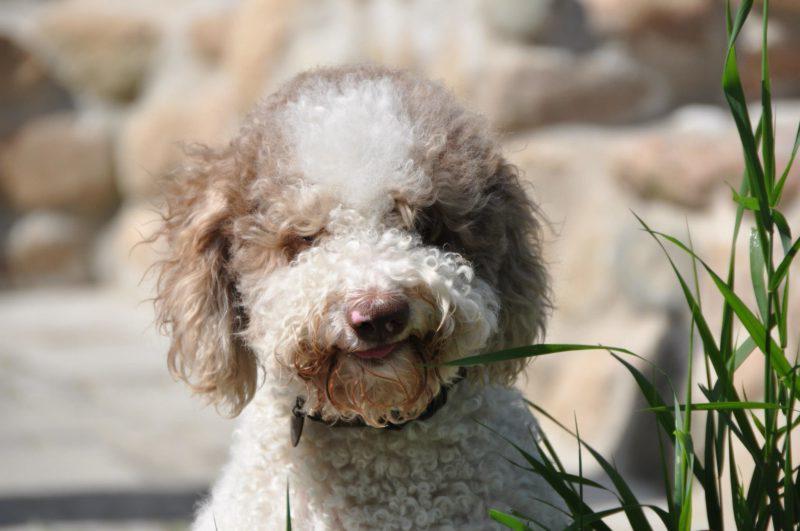 Фото собаки породы Лаготто-романьоло
