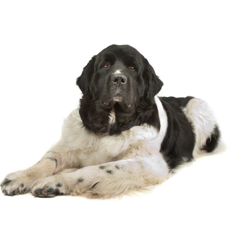 Ландсир (Ньюфаундленд Ландсира): история, описание породы, особенности ухода