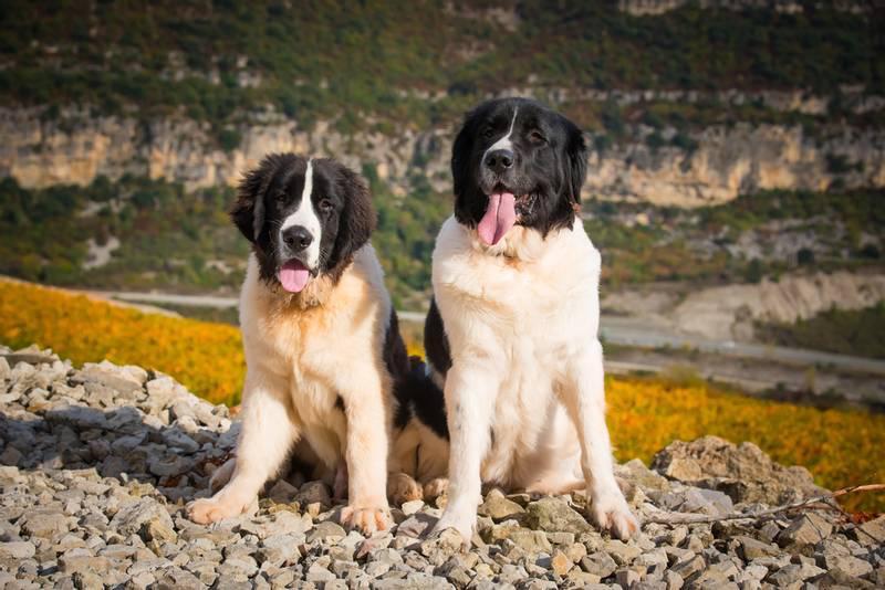 Фотография двух собак породы Ландсир
