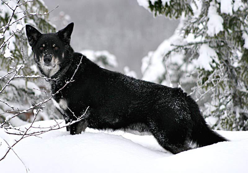 Фотография собаки породы Лопарская оленегонная собака