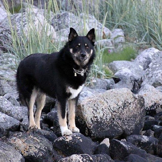 Фото породы Лопарская оленегонная собака