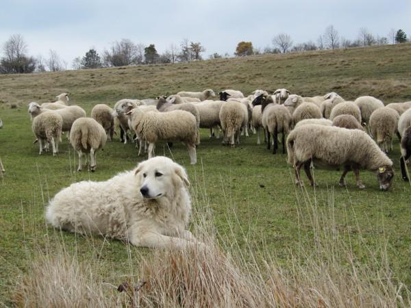 Мареммо-абруццкая овчарка пасет овец