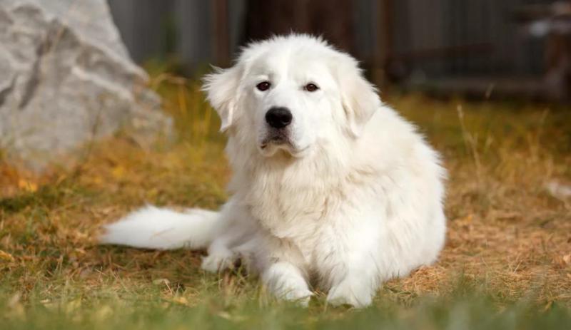 Фотография собаки породы Мареммо-абруццкая овчарка