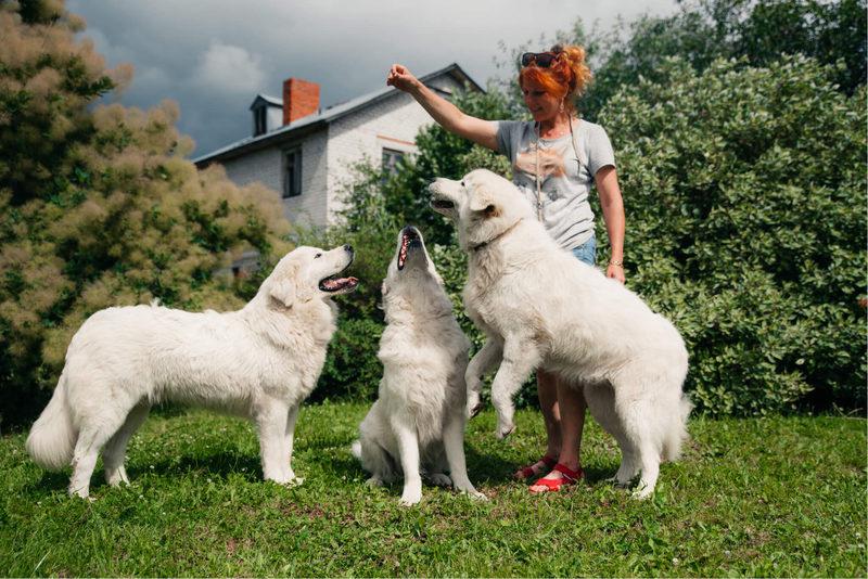 Фотография собак породы Мареммо-абруццкая овчарка с человеком