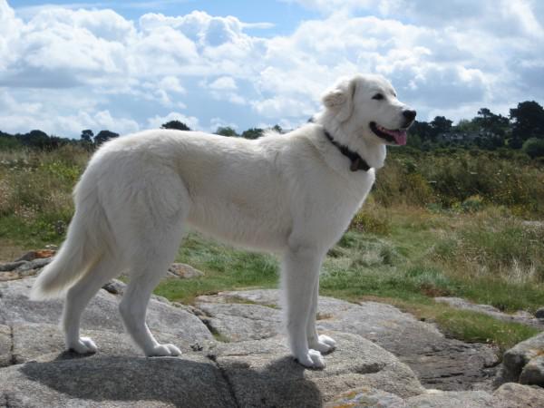 Собака породы Мареммо-абруццкая овчарка