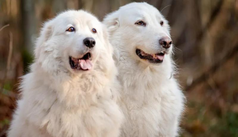 Фотография собак породы Мареммо-абруццкая овчарка