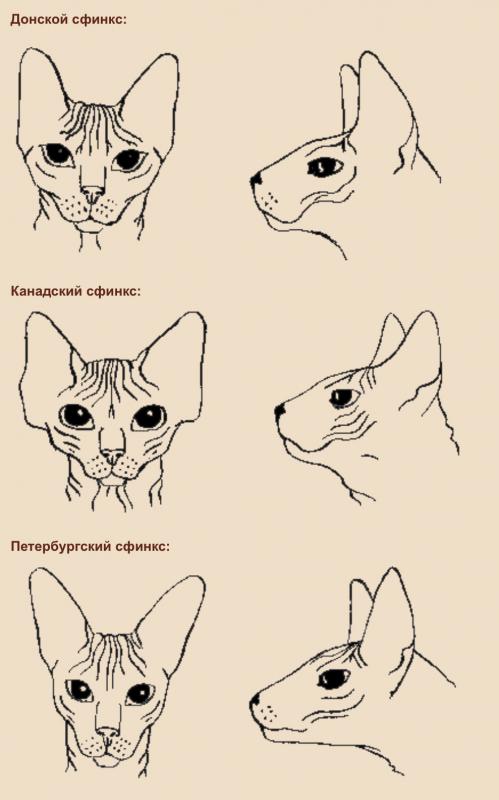 Форма головы кошек пород: Донской, Канадский и Петербургский сфинкс