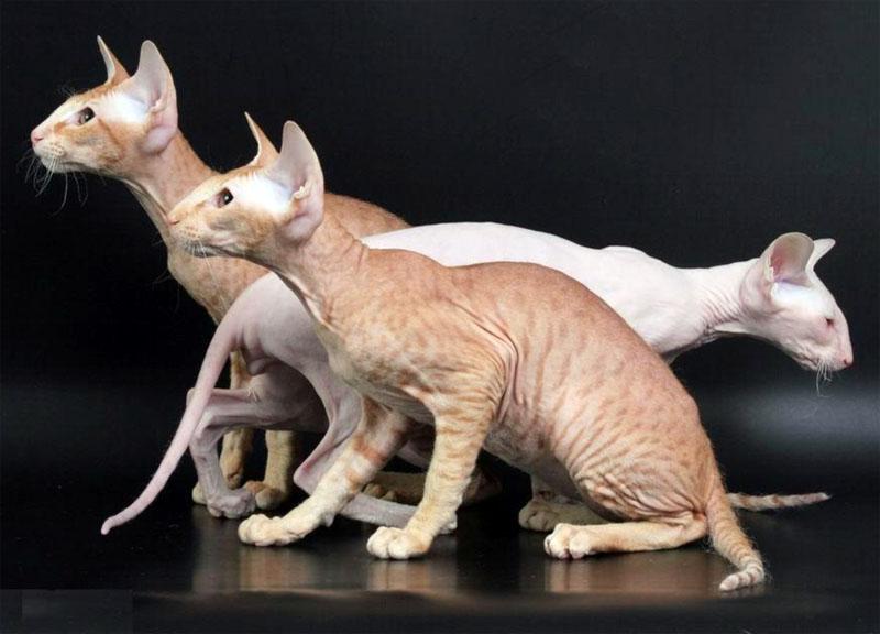 Фотография кошек породы Петерболд (петербургский сфинкс) разных окрасов