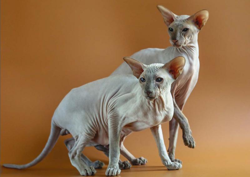 Две кошки породы Петерболд (петербургский сфинкс)