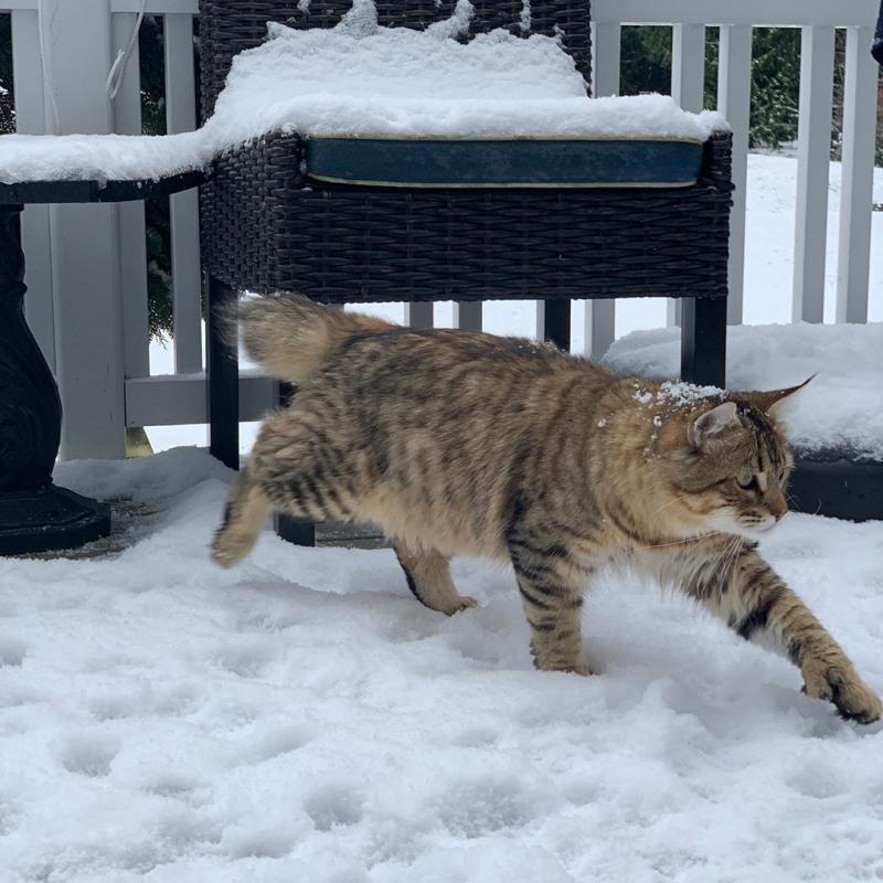 Кошка Пиксибоб на снегу