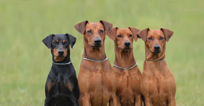 Фотография собак породы Немецкий пинчер