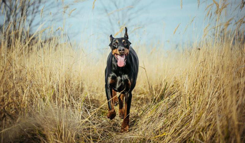 Фото собаки породы Немецкий пинчер