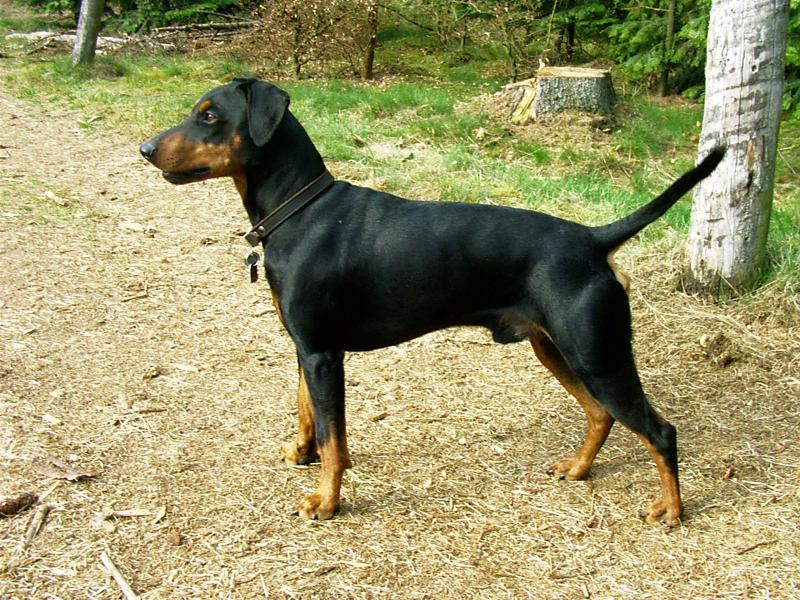 Фотография собаки породы Немецкий пинчер