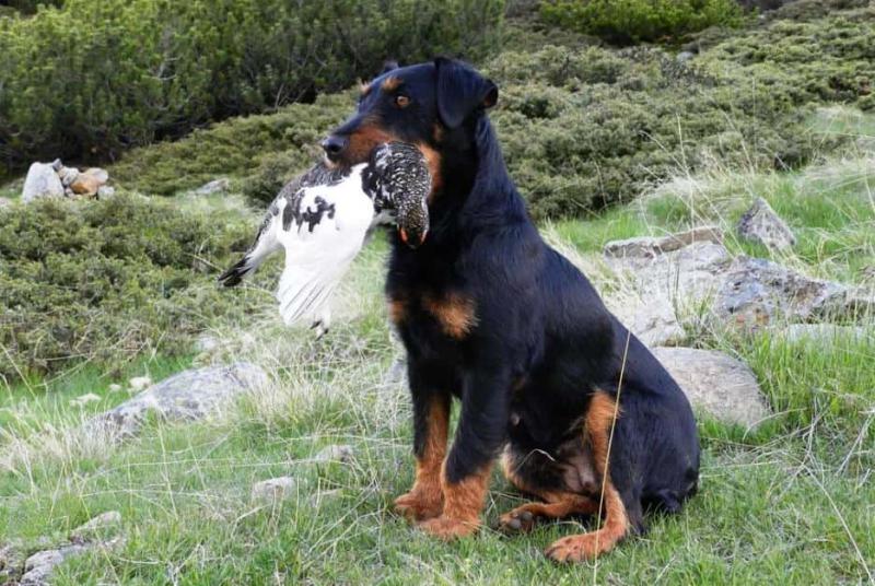Фото собаки породы Немецкий ягдтерьер