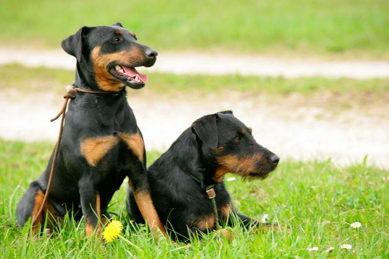 Фотография собак породы Немецкий ягдтерьер