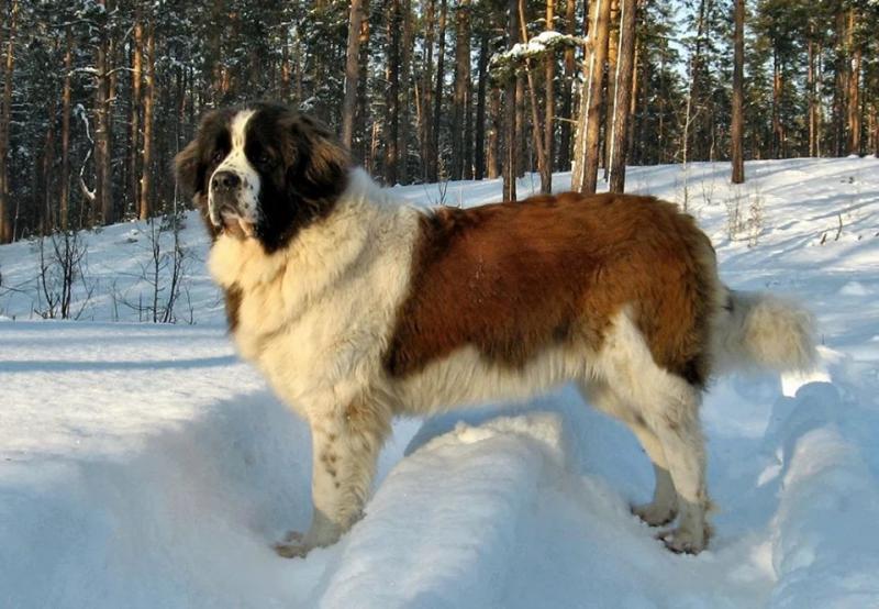 Внешний вид собаки породы Московская сторожевая