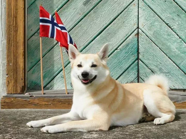 Собака породы Норвежский бухунд