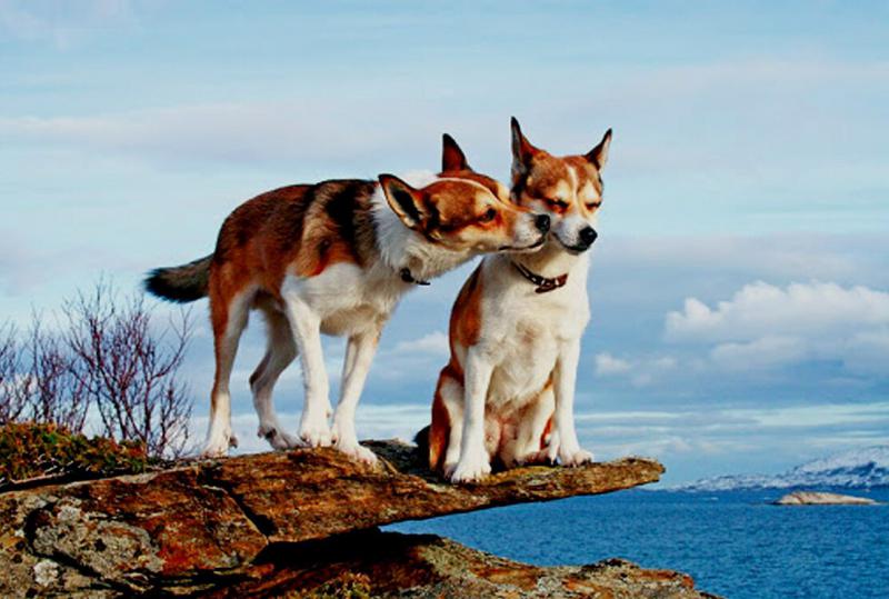 Фотография двух собак породы Норвежский лундехунд