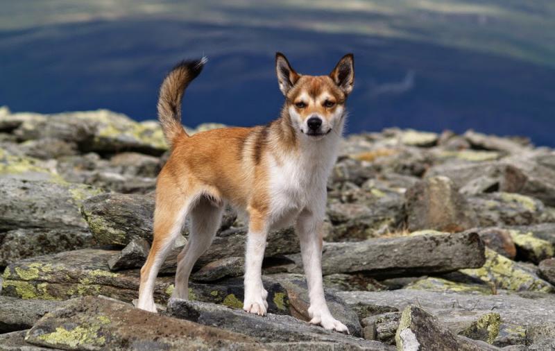 Фотография собаки Норвежский лундехунд
