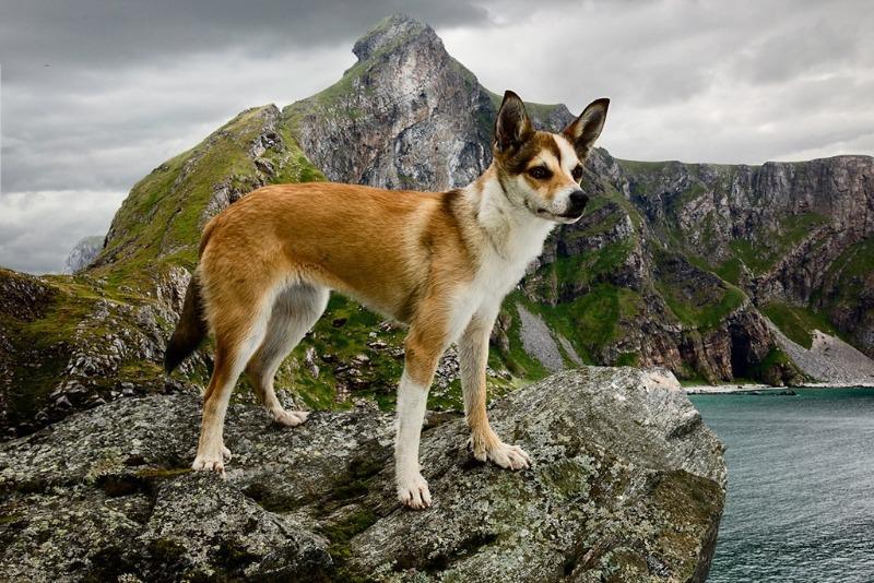 Собака породы Норвежский лундехунд