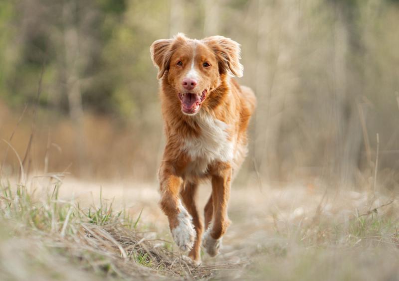 Фотография собаки породы Новошотландский ретривер