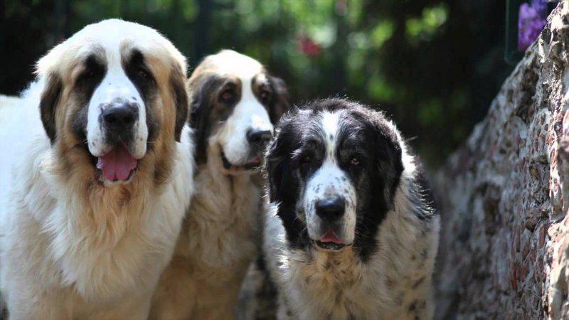 Фотография собак породы Пиренейский мастиф