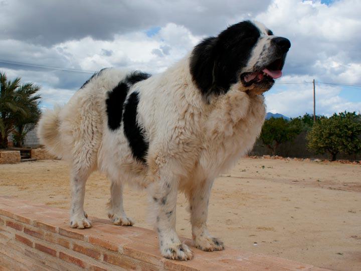 Фото собак породы Пиренейский мастиф
