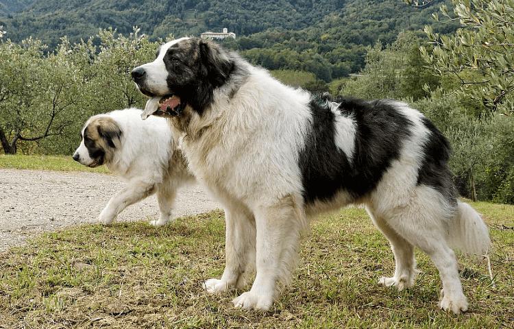 Собаки породы Пиренейский мастиф